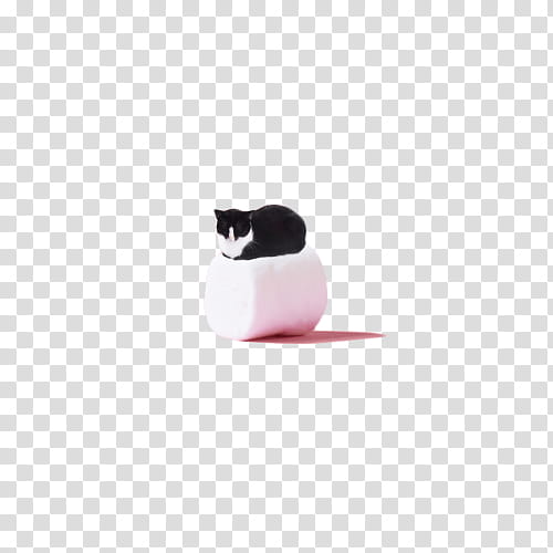 Watch, black and white bicolor cat transparent background PNG clipart