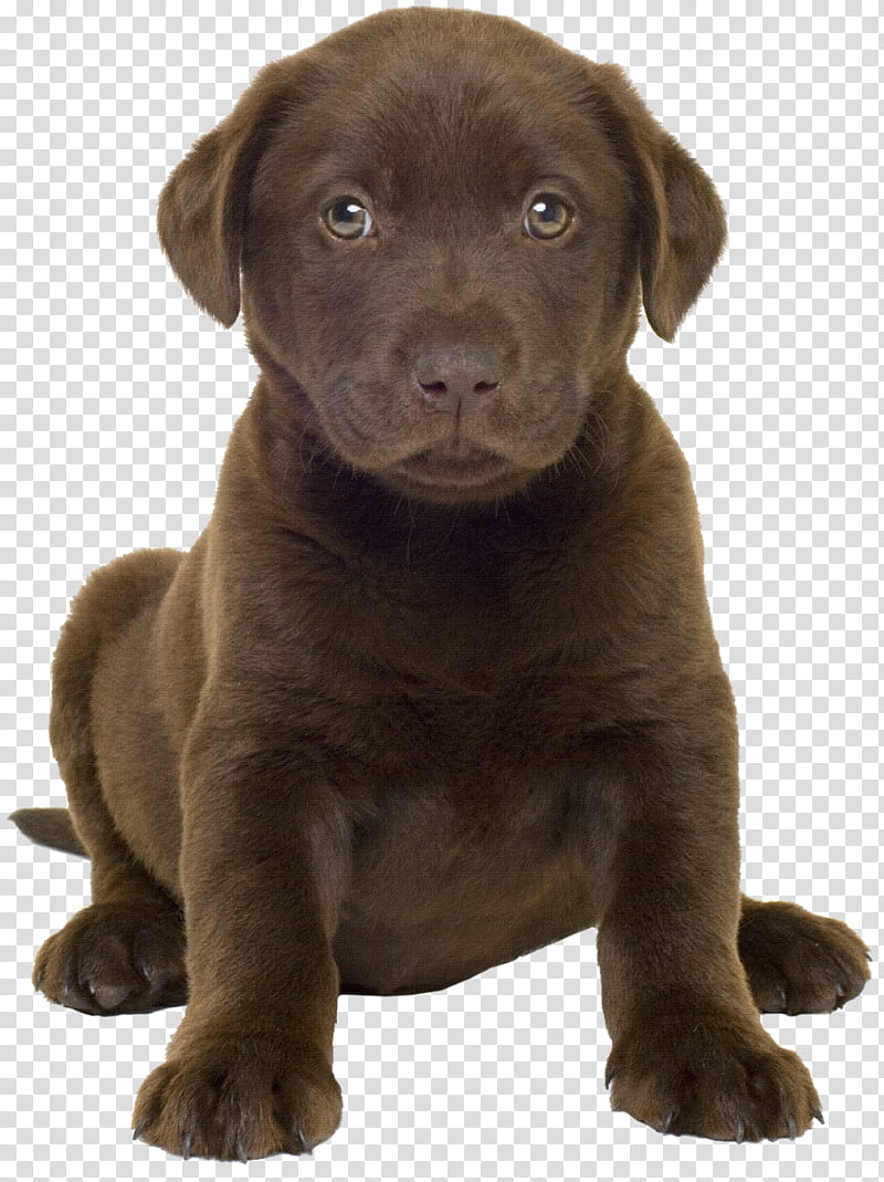 Dog And Cat, Labrador Retriever, Puppy, Golden Retriever, Bernese Mountain Dog, Pet, Companion Dog, Animal transparent background PNG clipart