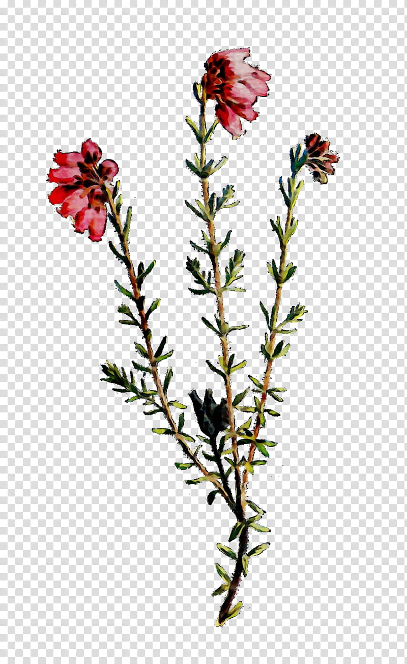 Flowers, Rose Family, Plant Stem, Herbaceous Plant, Cut Flowers, Subshrub, Twig, Plants transparent background PNG clipart