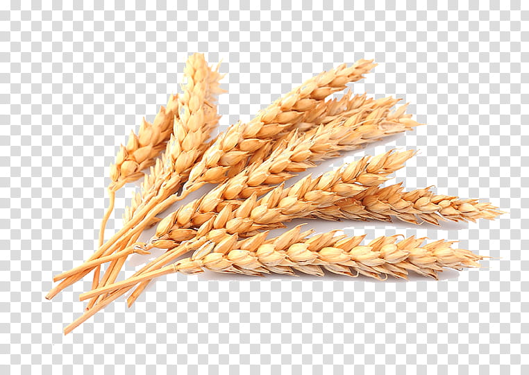 Wheat, Cereal, Whole Grain, Wholewheat Flour, Semolina, Common Wheat, Ear, Spelt transparent background PNG clipart