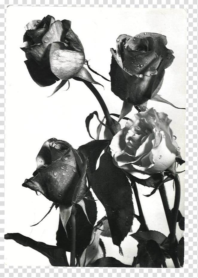 SET Postcards part, grayscale graphy of roses transparent background PNG clipart