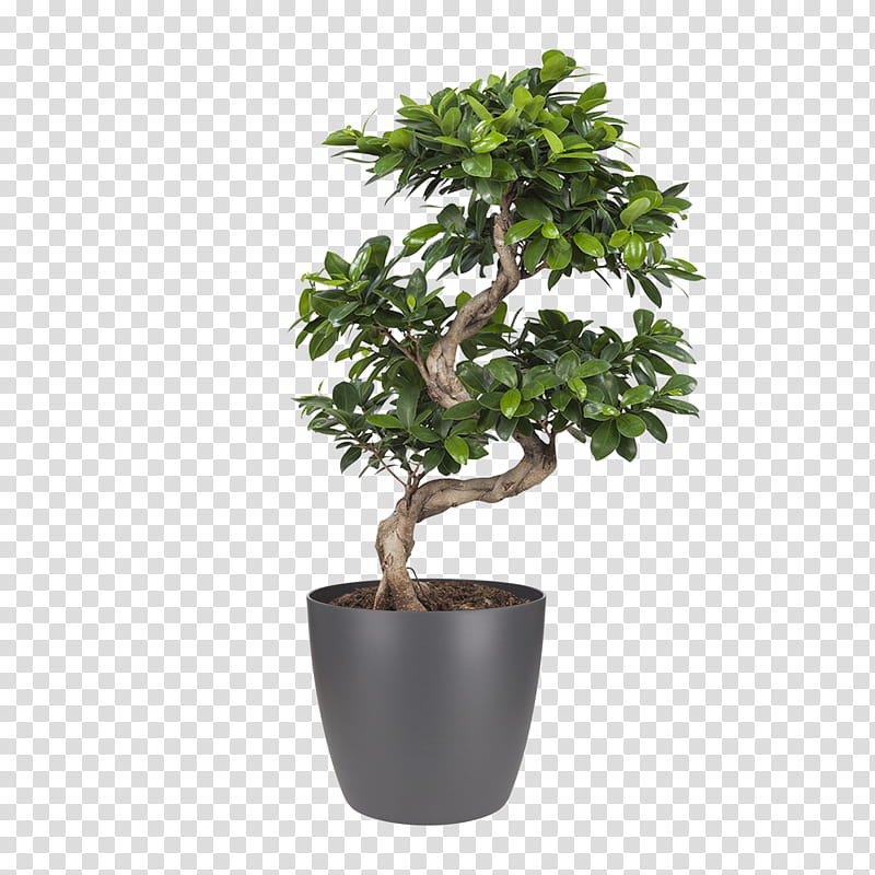 Trees, Ficus Microcarpa, Bonsai, Houseplant, Weeping Fig, Plants, Indoor Bonsai, Climbing Fig transparent background PNG clipart