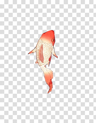 Fish s, white and pink koi fish transparent background PNG clipart