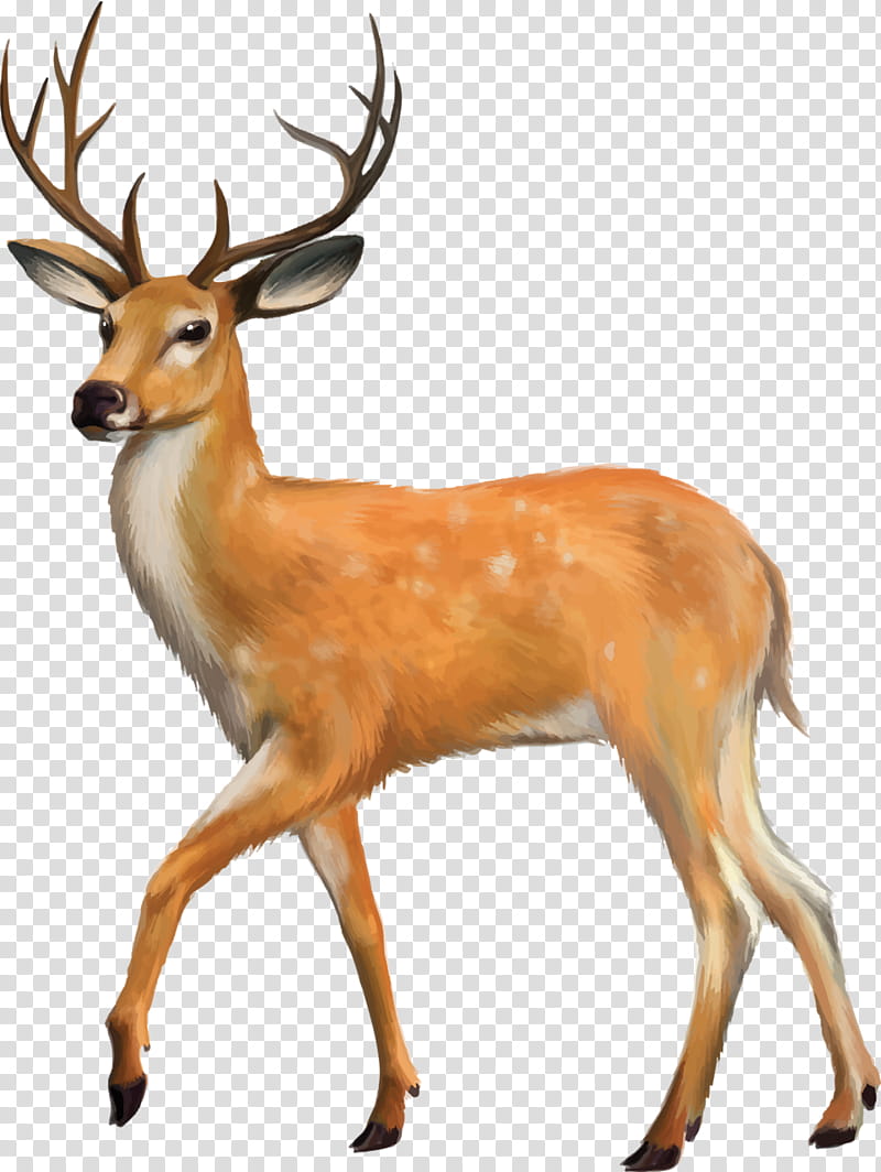 Reindeer, Fallow Deer, Drawing, Elk, Sika Deer, Antler, Chital, Horn transparent background PNG clipart