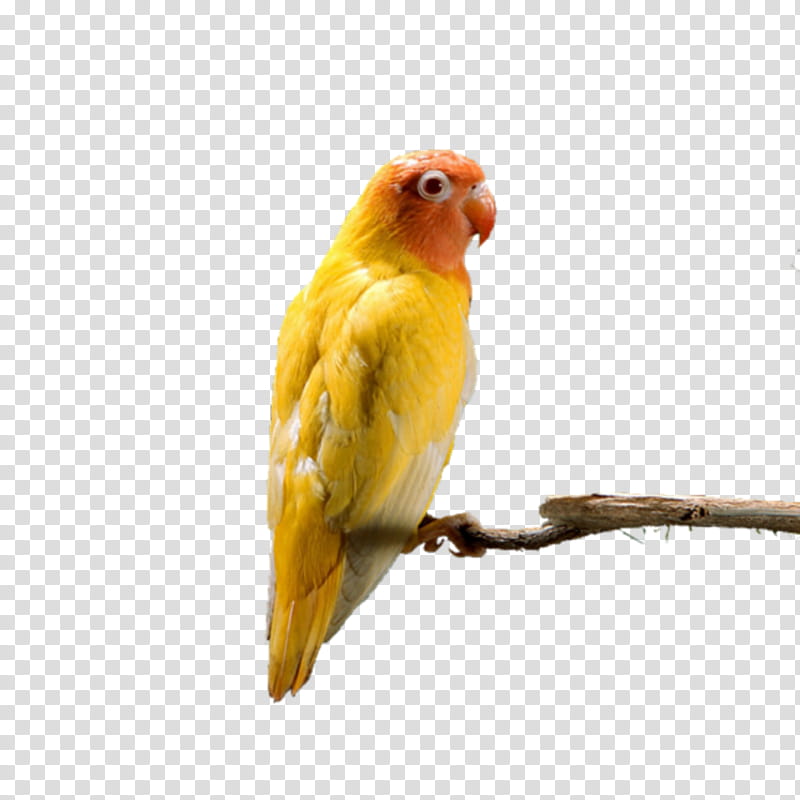Bird Parrot, Budgerigar, Greyheaded Lovebird, Redheaded Lovebird, Cockatiel, Parakeet, Pet, Companion Parrot transparent background PNG clipart