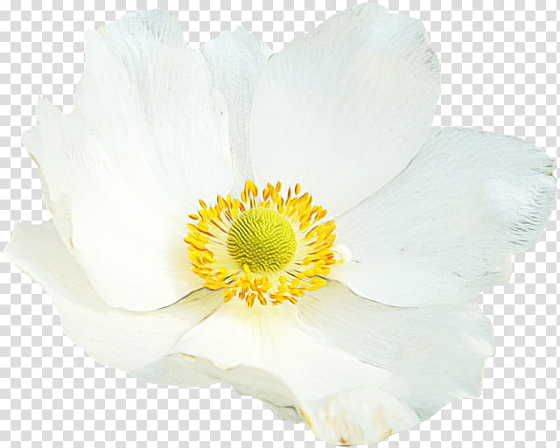 Poppy Flower, Rose Family, Anemone, Yellow, White, Petal, Plant, Wildflower transparent background PNG clipart