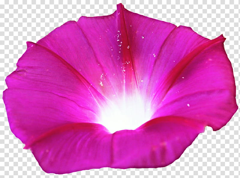 Pink Morning Glory transparent background PNG clipart