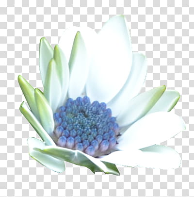 Flower , white African daisy flower illustration transparent background PNG clipart