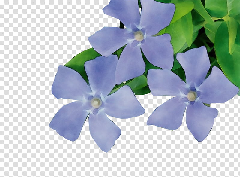 flower petal blue plant periwinkle, Watercolor, Paint, Wet Ink, Violet, Lobelia, Borage Family transparent background PNG clipart