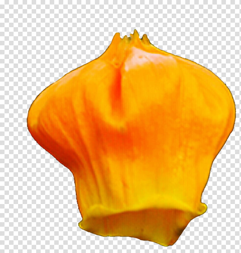 Small Orange Lantern flower transparent background PNG clipart
