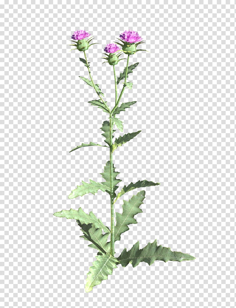 Flower Stem, Elder Scrolls V Skyrim, Plants, Mod, Thistle, Cyrodiil, Herbaceous Plant, Spear Thistle transparent background PNG clipart