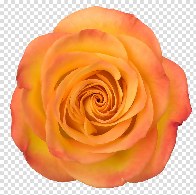 Day of the Dead Tutorial, orange rose transparent background PNG clipart