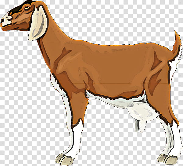 cow-goat family goats animal figure live goat, Cowgoat Family, Live, Goatantelope, Liver, Fawn transparent background PNG clipart