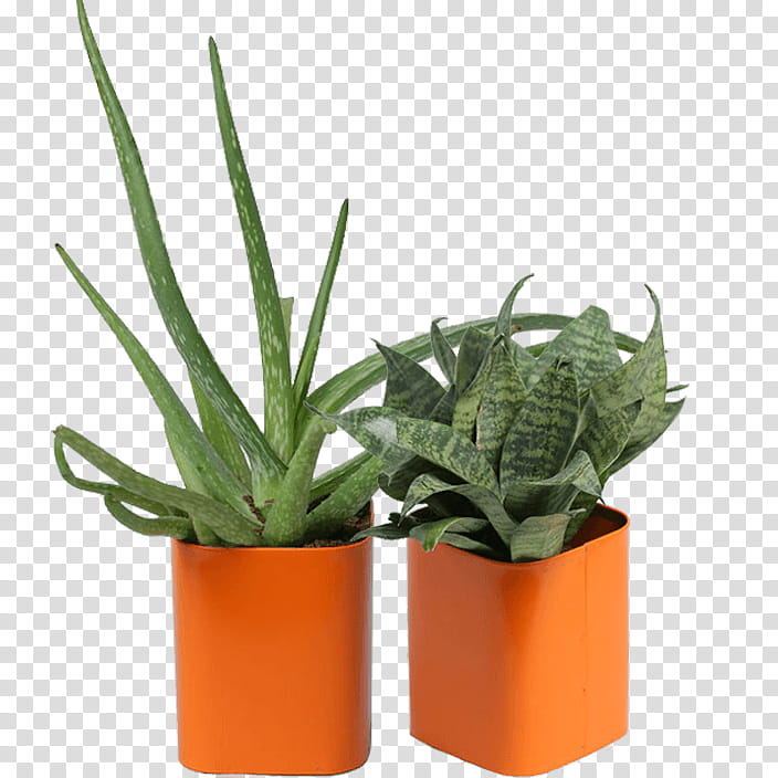 Aloe Vera, Inav Dbx Msci Ac World Sf, Flowerpot, Houseplant, Agave, Terrestrial Plant, Succulent Plant, Perennial Plant transparent background PNG clipart