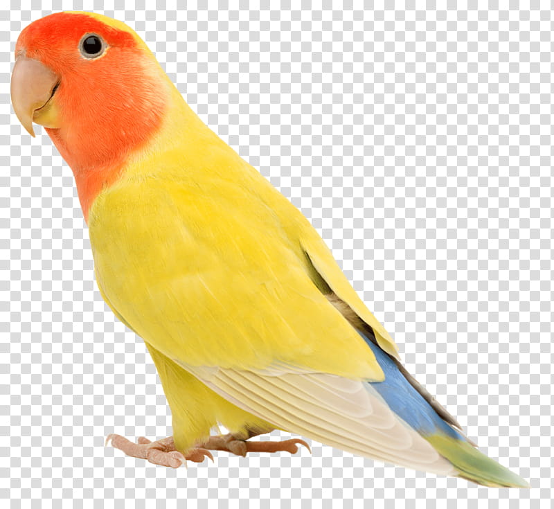Bird Parrot, Rosyfaced Lovebird, Animal, Species, Alamy, Beak, Parakeet, Feather transparent background PNG clipart