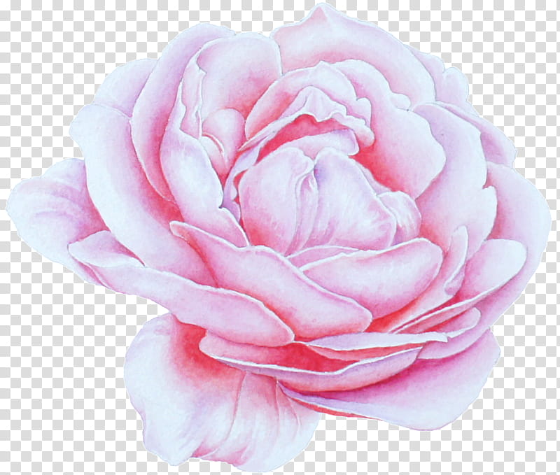 Garden roses, Pink, Petal, Flower, Rose Family, Plant, Hybrid Tea Rose transparent background PNG clipart