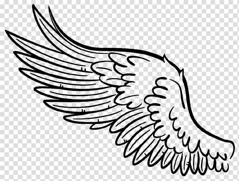 Bird Line Drawing, Fixedwing Aircraft, Line Art, Silhouette, White, Eagle, Coloring Book, Blackandwhite transparent background PNG clipart