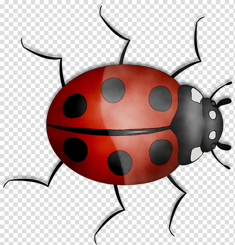 Cartoon Bird, Cartoon, Orange Sa, Lady Bird, Insect, Ladybug, Beetle, Leaf Beetle transparent background PNG clipart