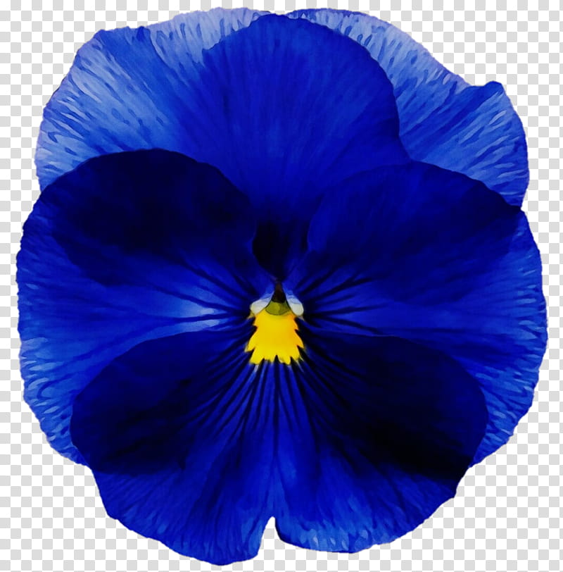 blue flower petal flowering plant plant, Watercolor, Paint, Wet Ink, Pansy, Cobalt Blue, Violet, Violet Family transparent background PNG clipart