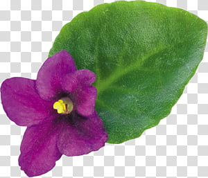 Violets set transparent background PNG clipart thumbnail
