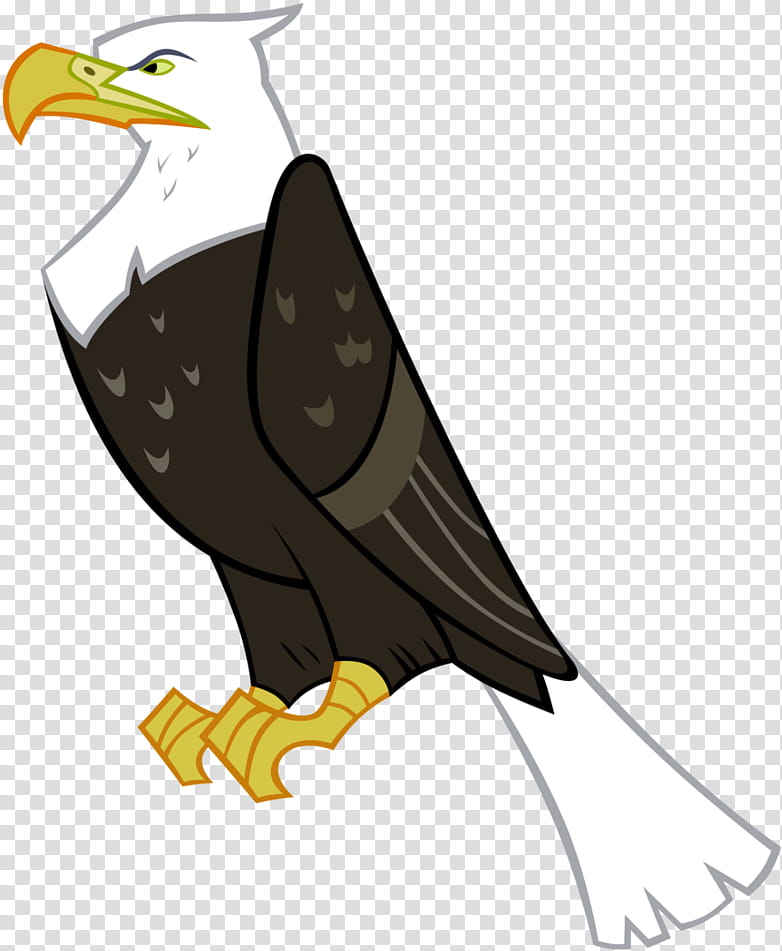 bird bald eagle eagle kite bird of prey, Beak, Accipitridae, Falconiformes transparent background PNG clipart