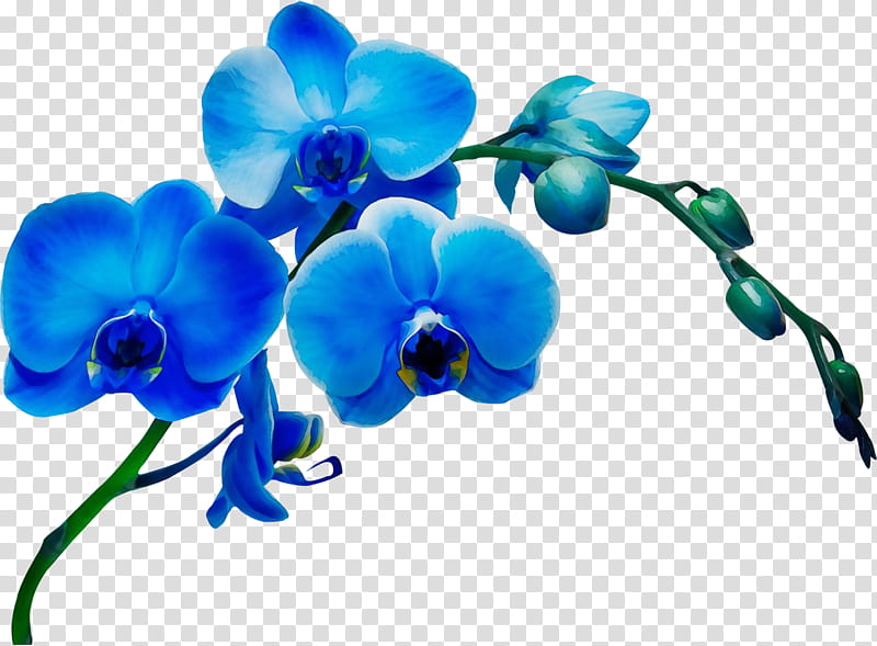 blue flower moth orchid plant petal, Watercolor, Paint, Wet Ink, Flowering Plant, Violet, Branch transparent background PNG clipart