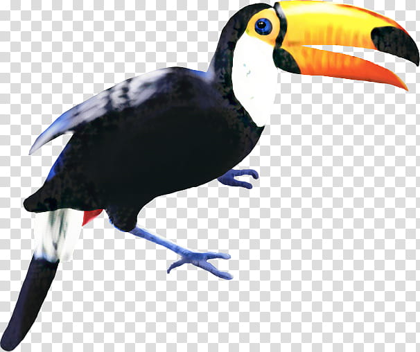 Hornbill Bird, Toucan, Beak, Feather, Piciformes transparent background PNG clipart