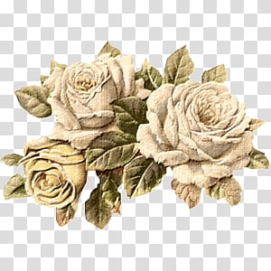 Vintage ll, beige roses transparent background PNG clipart