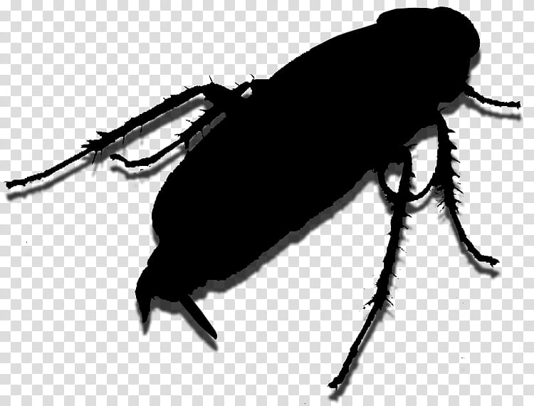 Cockroach, Weevil, Insect, Membrane, Scarab, Pest, Beetle, Blister Beetles transparent background PNG clipart