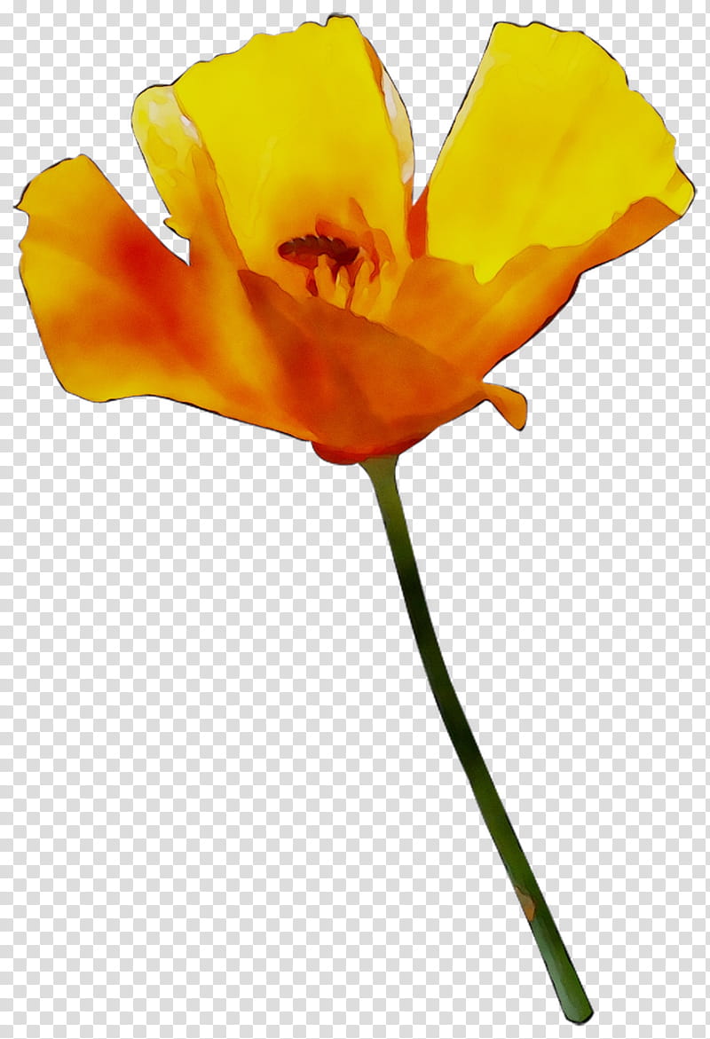 Flowers, Plant Stem, Cut Flowers, Poppy Family, Orange Sa, Plants, Petal, Yellow transparent background PNG clipart