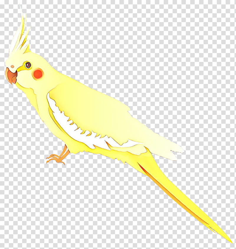 Bird Parrot, Cockatiel, Macaw, Parakeet, Cockatoo, Beak, Feather, Pet transparent background PNG clipart