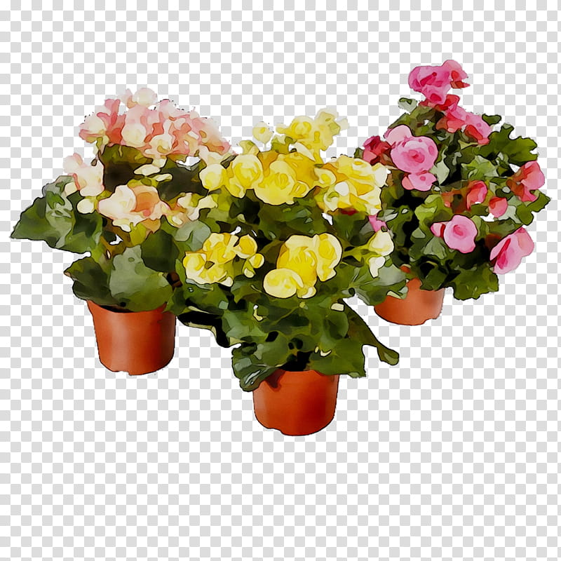 Pink Flowers, Houseplant, Plants, Elatior Begonia, Annual Plant, Flowerpot, Garden, Cut Flowers transparent background PNG clipart