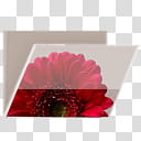 Glossy Garden Folders, red gerbera daisy flower folder icon transparent background PNG clipart