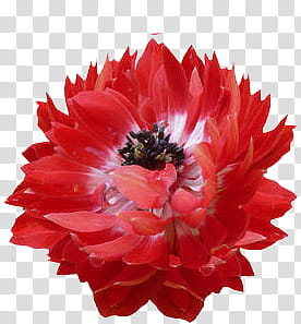 Red Flowers, red cluster flower graphy transparent background PNG clipart