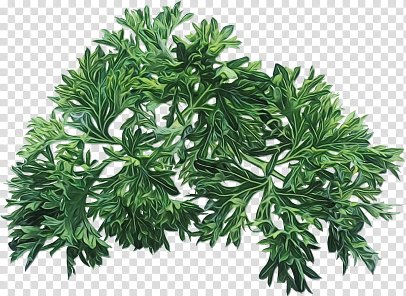 plant flower leaf tree woody plant, Watercolor, Paint, Wet Ink, Subshrub, Herb, Artemisia transparent background PNG clipart
