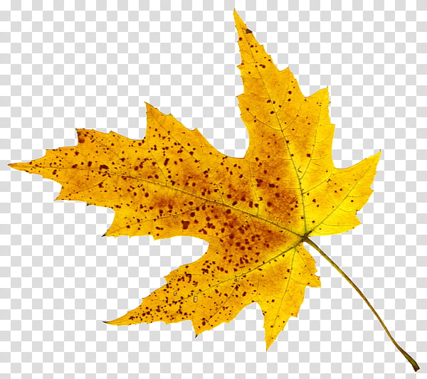 Leaves , yellow leaf illustration transparent background PNG clipart