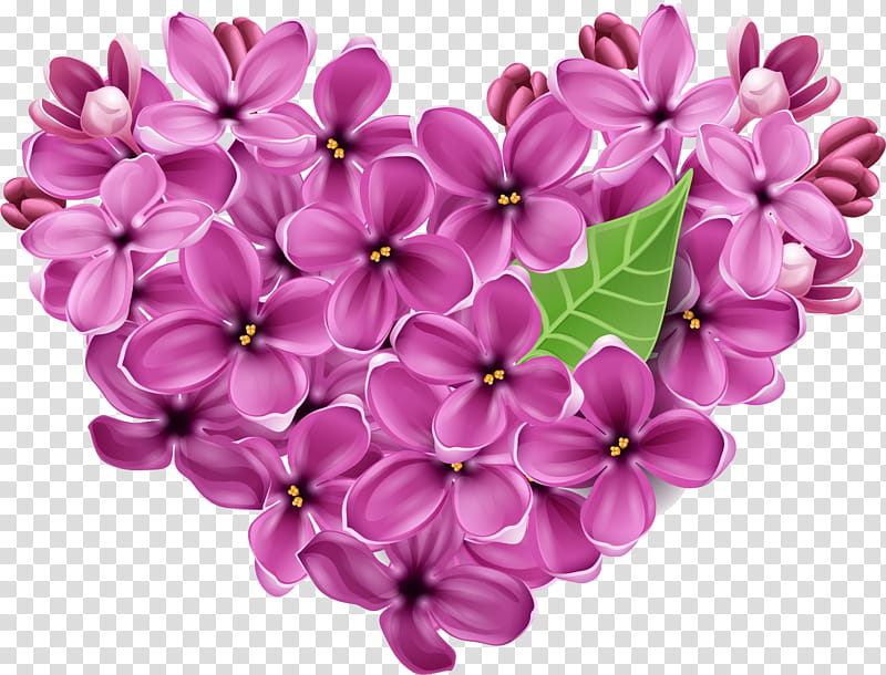 Valentines Day Heart, Lilac, Flower, Violet, Floral Design, Purple, Color, Cut Flowers transparent background PNG clipart
