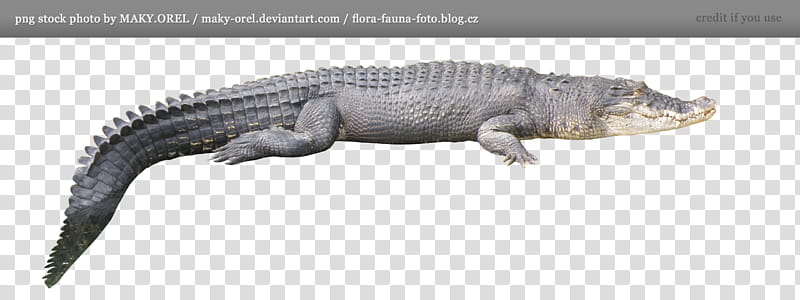 Crocodile, gray crocodile transparent background PNG clipart