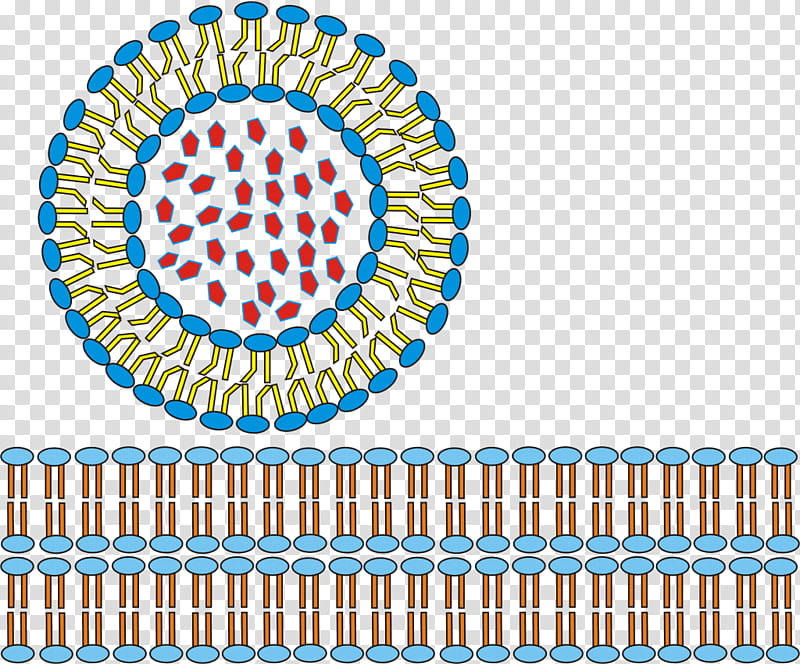 Church, St Marys Church, Liposome, Ceacam1, Cell, Nanoparticle, Lipid, Substance Theory transparent background PNG clipart