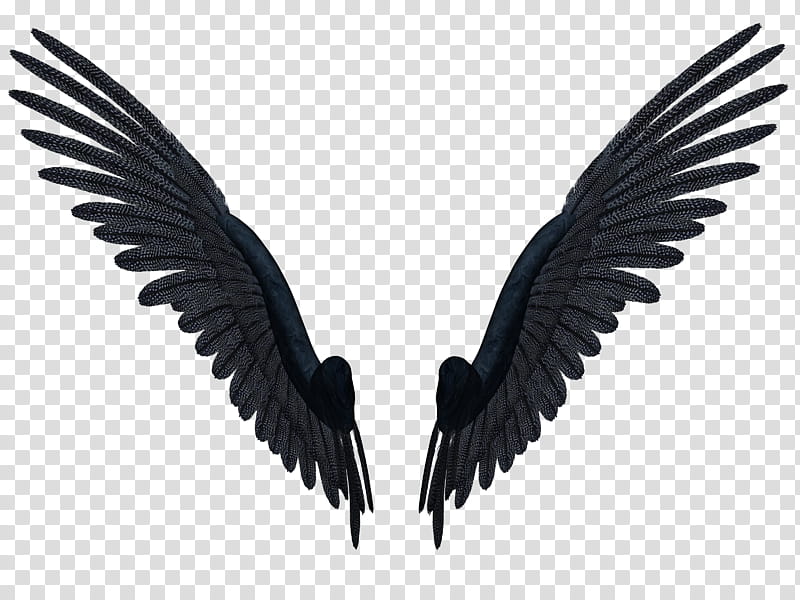 Feathered Wings B , black wings illustration transparent background PNG clipart