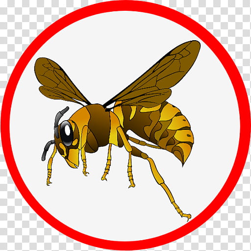 Honey, Wasp, European Hornet, Bee, Japanese Giant Hornet, Vespa Simillima, Baldfaced Hornet, Asian Giant Hornet transparent background PNG clipart