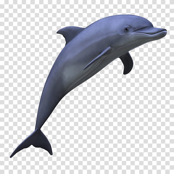 Dolphin, grey dolphin transparent background PNG clipart
