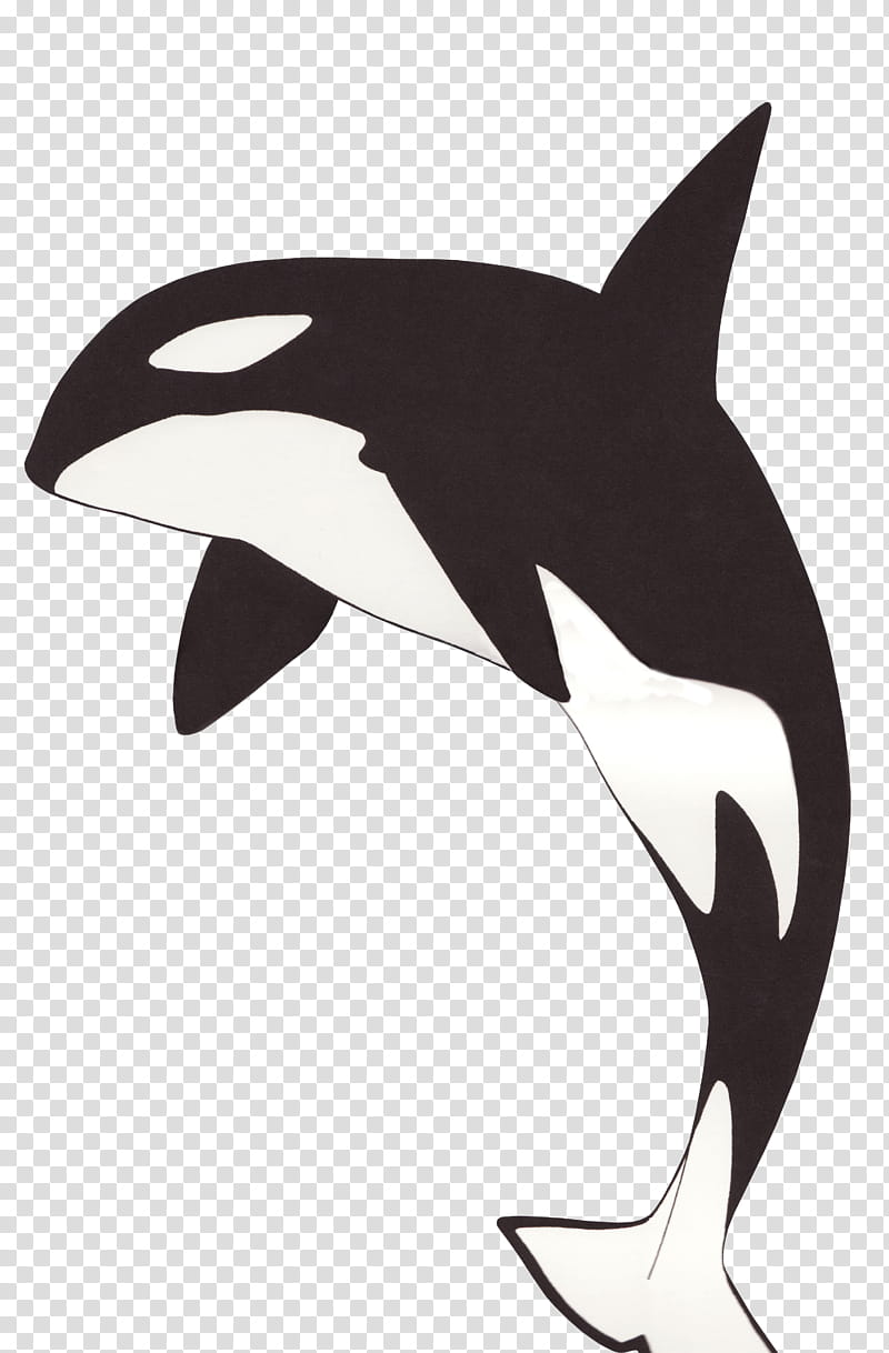 Gracias watch , black and white killer whale illustration transparent background PNG clipart
