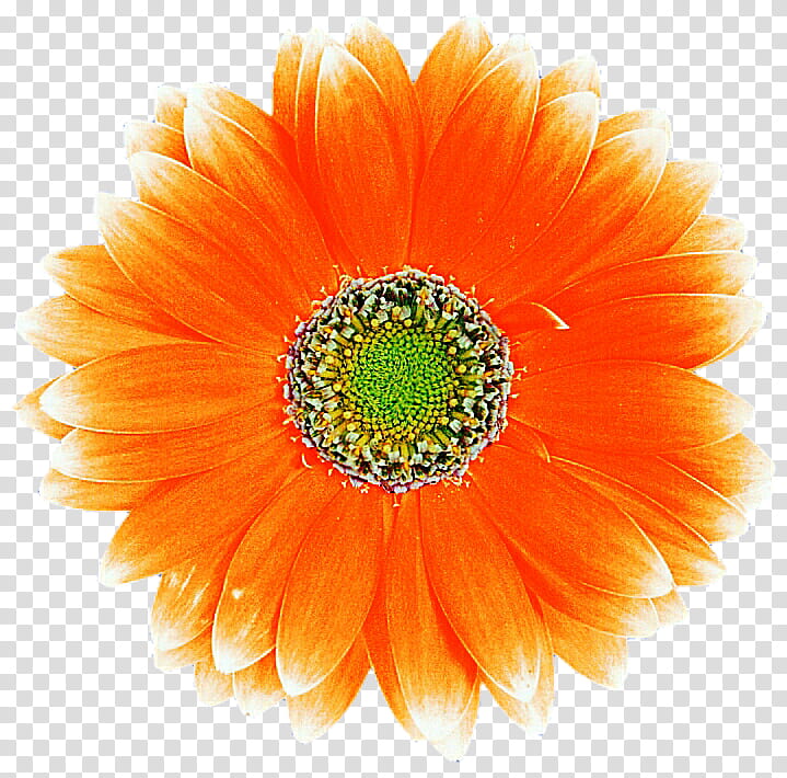 Orange Daisy transparent background PNG clipart