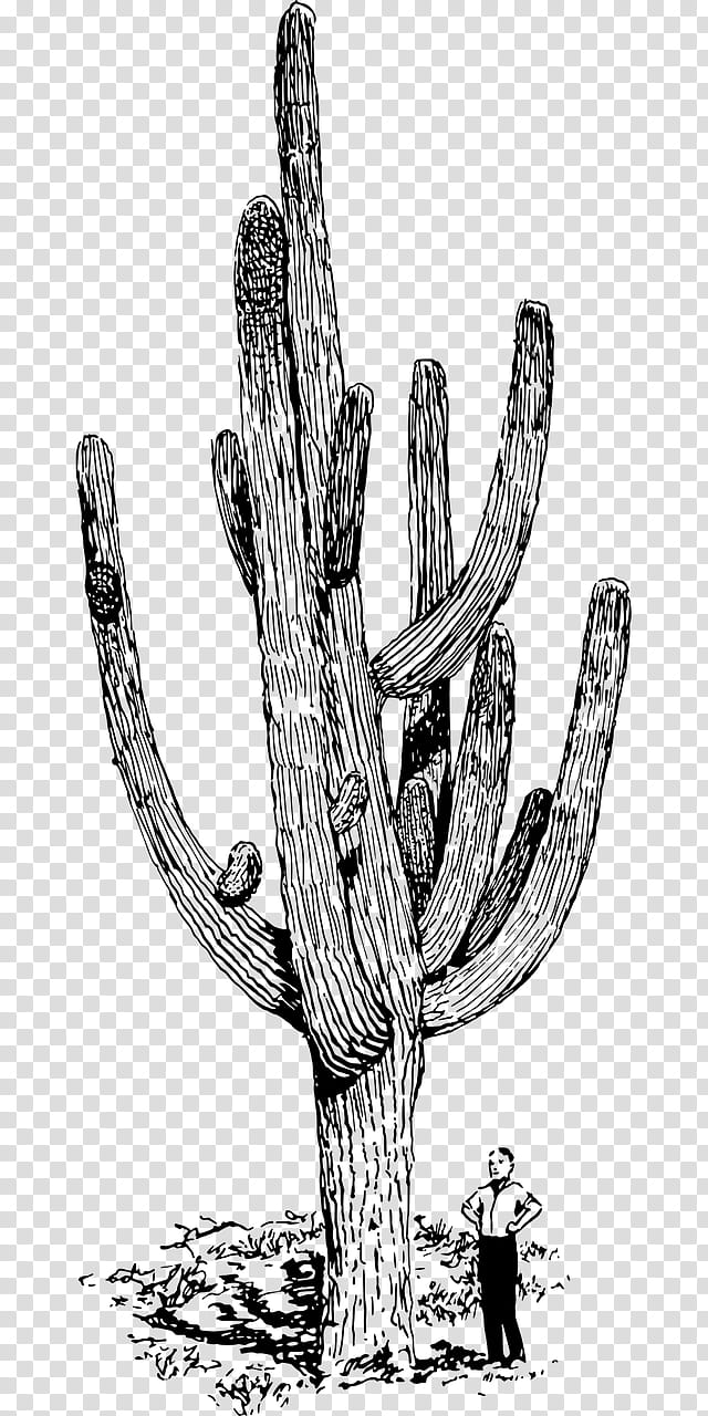Cactus, Succulent Plant, Saguaro, Thorns Spines And Prickles, Drawing, Mexican Giant Cactus, Plants, Prickly Pear transparent background PNG clipart