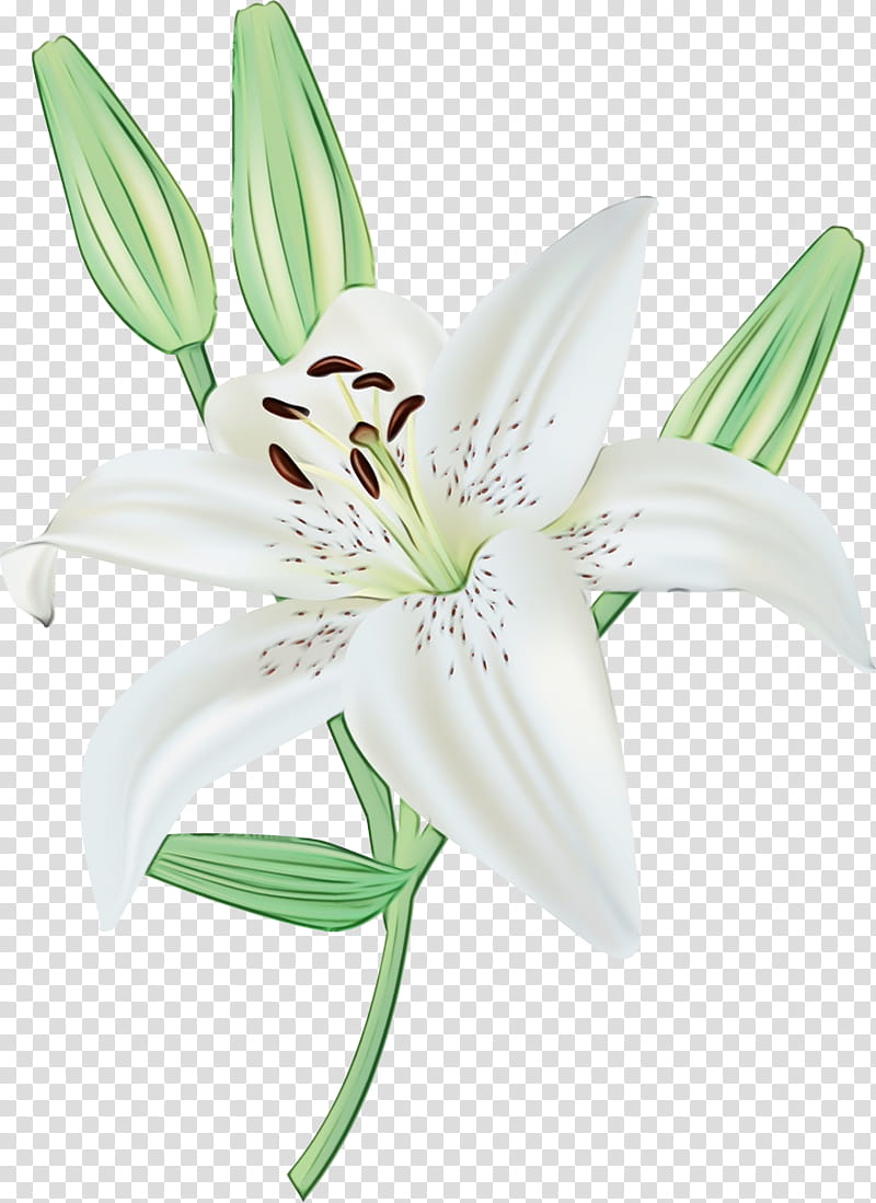 White Lily Flower, Carnation Lily Lily Rose, Madonna Lily, Tiger Lily, Orange Lily, Lilies, Drawing, Petal transparent background PNG clipart