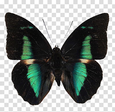 Green aesthetic, green and black butterfly illustration transparent background PNG clipart