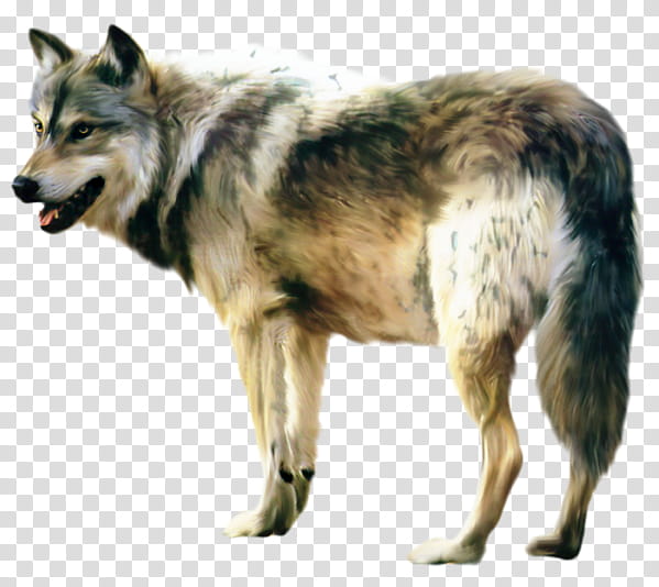 Wolf, Wolfdog, Czechoslovakian Wolfdog, African Wild Dog, German Shepherd, Coyote, Native American Indian Dog, Kunming Wolfdog transparent background PNG clipart