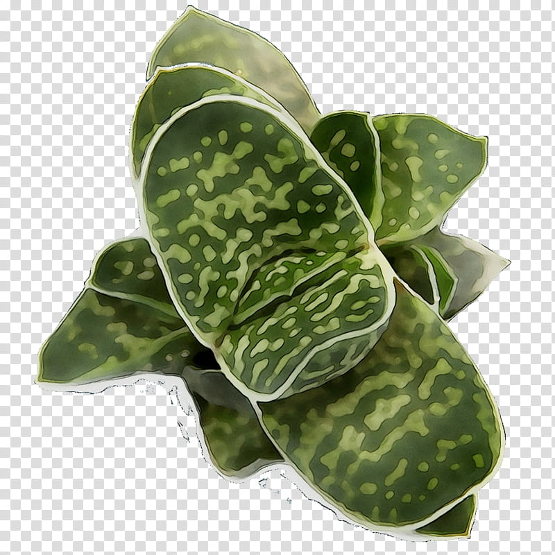 Plants, Leaf, Plant Pathology, Flower, Anthurium, Houseplant, Terrestrial Plant, Alismatales transparent background PNG clipart