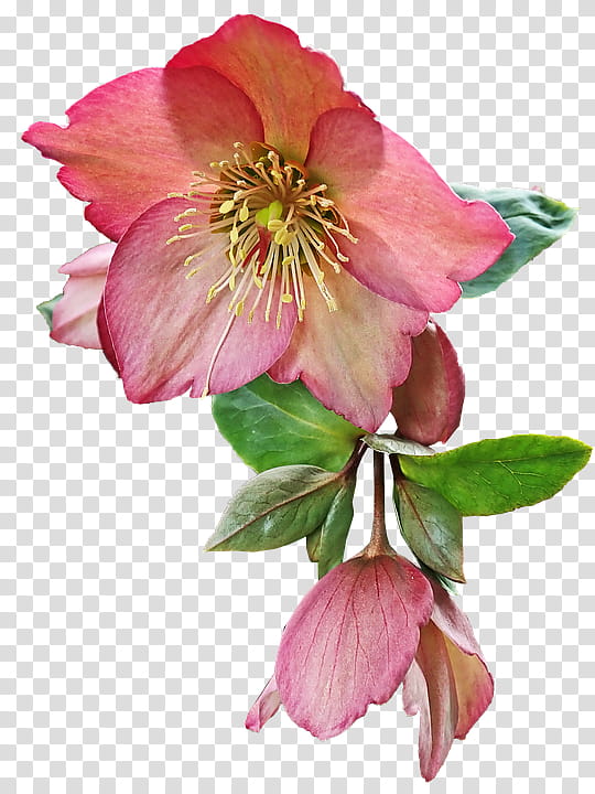 flower petal plant pink prickly rose, Blossom, Peruvian Lily, Hellebore transparent background PNG clipart